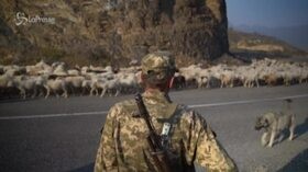 Nagorno-Karabakh: pastore sfollato dopo bombardamenti porta con sé il gregge
