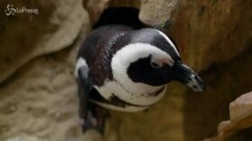 Cape Town, anche i pinguini stressati dall’isolamento del lockdowm