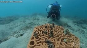 Hong Kong, stampa 3D per ricostruire la barriera corallina