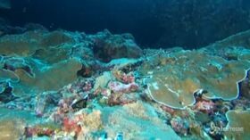 Biodiversità, nuove specie marine scoperte al largo delle Seychelles