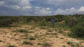 Somalia, invasione di locuste: distrutti campi e pascoli