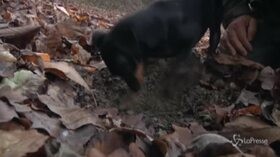 Covid, Fiera tartufo di Alba diventa virtuale. Il ‘trifolau’: “Nei boschi al massimo incontro cinghiali”