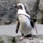 California, l’acquario è chiuso per il Covid e il pinguino africano se ne va a spasso per le sale