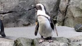 California, l’acquario è chiuso per il Covid e il pinguino africano se ne va a spasso per le sale