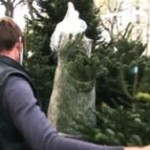 Francia, via libera alla vendita degli alberi di Natale