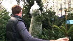 Francia, via libera alla vendita degli alberi di Natale