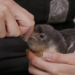 Sydney: l’Aquarium dà il benvenuto ai piccoli di pinguino