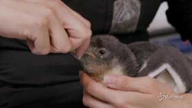 Sydney: l’Aquarium dà il benvenuto ai piccoli di pinguino