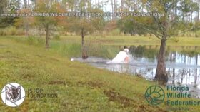 Florida: alligatore attacca un cucciolo di cane, il padrone lo salva