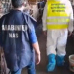 Catania, scoperto mattatoio clandestino: un allevatore denunciato