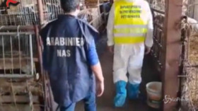 Catania, scoperto mattatoio clandestino: un allevatore denunciato