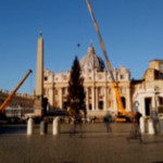 Roma, arriva l’albero di Natale in Vaticano: il timelapse