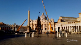 Roma, arriva l’albero di Natale in Vaticano: il timelapse