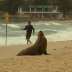 Sidney, la foca “Reg” si rilassa sulla spiaggia di Manly