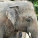 Cambogia, inizia una nuova avventura per l’elefante “più solo del mondo”