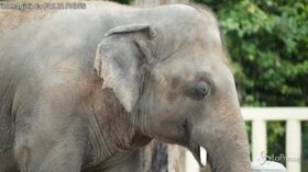 Cambogia, inizia una nuova avventura per l’elefante “più solo del mondo”