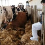 Crotone, animali macellati senza controlli sanitari: 8 misure cautelari