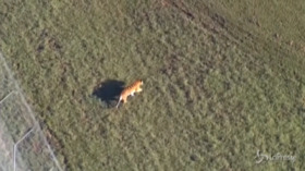 Florida, volontario vuole darle da mangiare ma la tigre “Kimba” lo morde