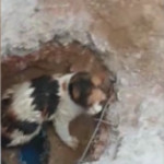 Turchia, emozionante salvataggio di un gattino intrappolato in un cavo elettrico