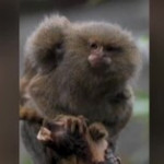 Regno Unito: allo Zoo di Chester sono nate due scimmie gemelle, pesano solo 10 grammi