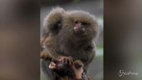 Regno Unito: allo Zoo di Chester sono nate due scimmie gemelle, pesano solo 10 grammi