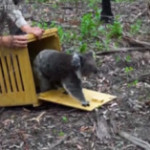 Australia, i koala salvati dagli incendi rimessi in libertà