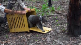 Australia, i koala salvati dagli incendi rimessi in libertà