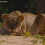 Barcellona, quattro leoni dello zoo positivi al Covid-19