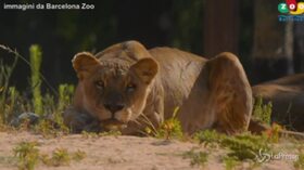 Barcellona, quattro leoni dello zoo positivi al Covid-19