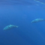 Messico, scoperta una nuova specie di balena “dal becco”