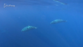 Messico, scoperta una nuova specie di balena “dal becco”