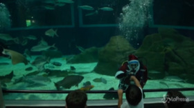 Babbo Natale sott’acqua con pesci e squali all’acquario di Rio de Janeiro