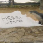 Sydney: leoni, giraffe e scimmie alle prese con i regali di Natale