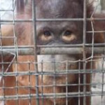 Bangkok, Cher guida operazione salvataggio del gorilla “Bua Noi”