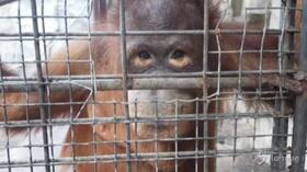Bangkok, Cher guida operazione salvataggio del gorilla “Bua Noi”