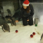 Sidney, primo Natale per i cuccioli di pinguino del Sea Life Aquarium