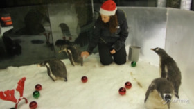 Sidney, primo Natale per i cuccioli di pinguino del Sea Life Aquarium