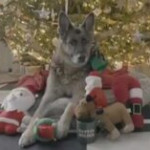 Usa, gli auguri di Natale dai cani presidenziali