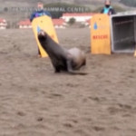 California: torna nell’Oceano Jenya, il leone marino ridotto in fin di vita da uno squalo
