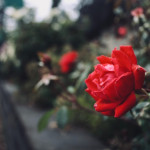 L’oroscopo del giorno di giovedì 31 dicembre: Toro, passioni travolgenti