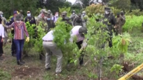 Colombia, nel 2020 distrutta una quantità record di piantagioni di coca