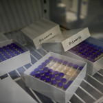 Coronavirus, in Italia vaccinate 14.334 persone