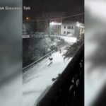 Liguria sotto la neve, la coppia di cervi passeggia per le strade di Torriglia come in una fiaba