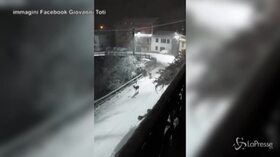 Liguria sotto la neve, la coppia di cervi passeggia per le strade di Torriglia come in una fiaba