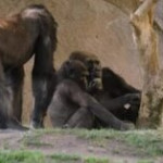Coronavirus, vari gorilla positivi allo zoo San Diego