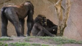 Coronavirus, vari gorilla positivi allo zoo San Diego