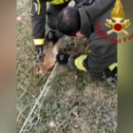 Venezia, lepre impigliata in una rete da calcio: liberata dai pompieri