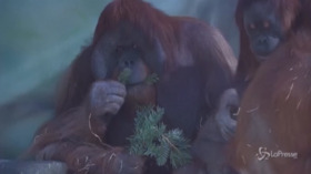 Russia, gli alberi di Natale diventano cibo per gli animali dello zoo di Mosca