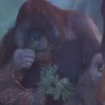 Russia, gli alberi di Natale diventano cibo per gli animali dello zoo di Mosca