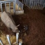 Polonia, nasce allo zoo primo cucciolo di rinoceronte indiano dopo 155 anni